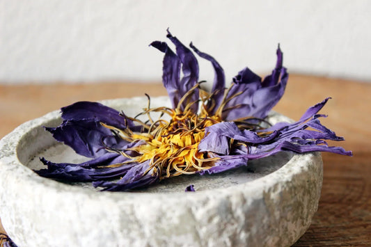 Blå lotus te