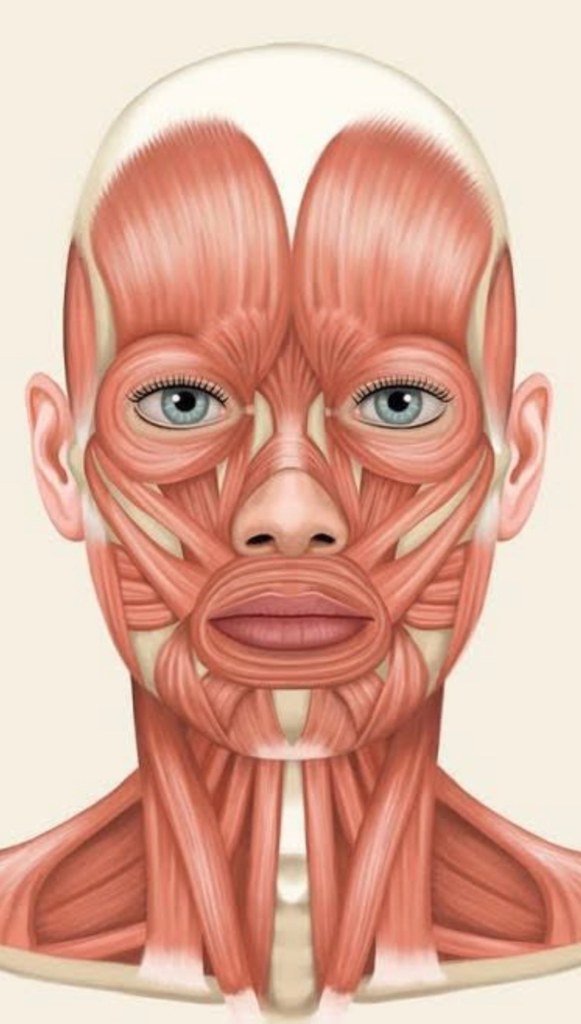 Gua Sha Mushroom